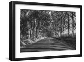 Tree Tunnel to Old Koloa Town (B/W), Kauai Hawaii-Vincent James-Framed Photographic Print