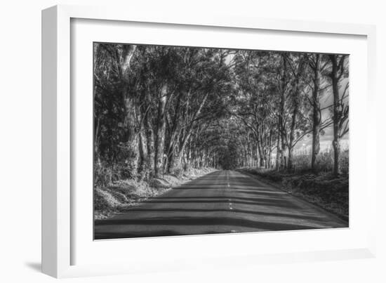 Tree Tunnel to Old Koloa Town (B/W), Kauai Hawaii-Vincent James-Framed Photographic Print