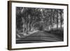 Tree Tunnel to Old Koloa Town (B/W), Kauai Hawaii-Vincent James-Framed Photographic Print