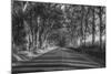 Tree Tunnel to Old Koloa Town (B/W), Kauai Hawaii-Vincent James-Mounted Photographic Print