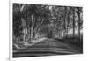 Tree Tunnel to Old Koloa Town (B/W), Kauai Hawaii-Vincent James-Framed Photographic Print