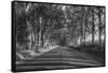 Tree Tunnel to Old Koloa Town (B/W), Kauai Hawaii-Vincent James-Framed Stretched Canvas