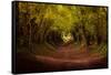 Tree tunnel with autumn colours at Halnaker Mill, Sussex-Ed Hasler-Framed Stretched Canvas