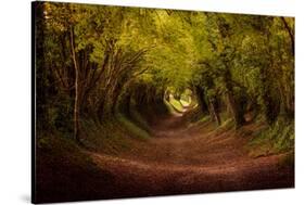 Tree tunnel with autumn colours at Halnaker Mill, Sussex-Ed Hasler-Stretched Canvas