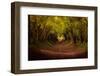Tree tunnel with autumn colours at Halnaker Mill, Sussex-Ed Hasler-Framed Photographic Print