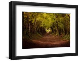 Tree tunnel with autumn colours at Halnaker Mill, Sussex-Ed Hasler-Framed Photographic Print