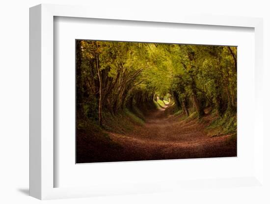 Tree tunnel with autumn colours at Halnaker Mill, Sussex-Ed Hasler-Framed Photographic Print