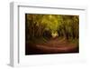 Tree tunnel with autumn colours at Halnaker Mill, Sussex-Ed Hasler-Framed Photographic Print