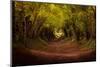 Tree tunnel with autumn colours at Halnaker Mill, Sussex-Ed Hasler-Mounted Photographic Print