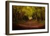 Tree tunnel with autumn colours at Halnaker Mill, Sussex-Ed Hasler-Framed Photographic Print