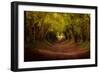 Tree tunnel with autumn colours at Halnaker Mill, Sussex-Ed Hasler-Framed Photographic Print