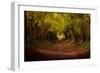 Tree tunnel with autumn colours at Halnaker Mill, Sussex-Ed Hasler-Framed Photographic Print