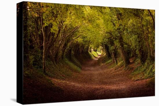 Tree tunnel with autumn colours at Halnaker Mill, Sussex-Ed Hasler-Stretched Canvas