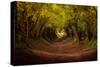 Tree tunnel with autumn colours at Halnaker Mill, Sussex-Ed Hasler-Stretched Canvas