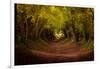 Tree tunnel with autumn colours at Halnaker Mill, Sussex-Ed Hasler-Framed Photographic Print