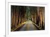 Tree Tunnel-Michael Cahill-Framed Art Print