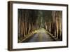 Tree Tunnel-Michael Cahill-Framed Giclee Print