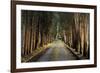 Tree Tunnel-Michael Cahill-Framed Giclee Print