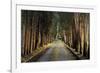 Tree Tunnel-Michael Cahill-Framed Giclee Print