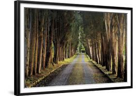 Tree Tunnel-Michael Cahill-Framed Giclee Print