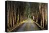 Tree Tunnel-Michael Cahill-Stretched Canvas