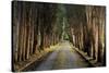 Tree Tunnel-Michael Cahill-Stretched Canvas