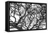Tree Vine-Howard Ruby-Framed Stretched Canvas