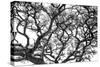 Tree Vine-Howard Ruby-Stretched Canvas