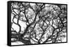 Tree Vine-Howard Ruby-Framed Stretched Canvas