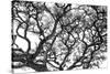 Tree Vine-Howard Ruby-Stretched Canvas