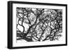 Tree Vine-Howard Ruby-Framed Premium Photographic Print