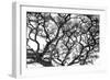 Tree Vine-Howard Ruby-Framed Premium Photographic Print