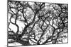 Tree Vine-Howard Ruby-Mounted Premium Photographic Print