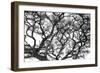 Tree Vine-Howard Ruby-Framed Photographic Print