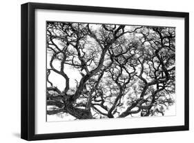 Tree Vine-Howard Ruby-Framed Photographic Print