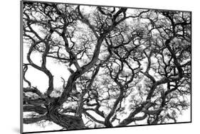 Tree Vine-Howard Ruby-Mounted Photographic Print