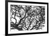 Tree Vine-Howard Ruby-Framed Photographic Print