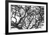 Tree Vine-Howard Ruby-Framed Photographic Print