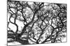 Tree Vine-Howard Ruby-Mounted Photographic Print