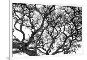 Tree Vine-Howard Ruby-Framed Photographic Print