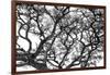 Tree Vine-Howard Ruby-Framed Photographic Print