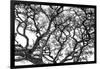 Tree Vine-Howard Ruby-Framed Photographic Print