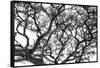 Tree Vine-Howard Ruby-Framed Stretched Canvas