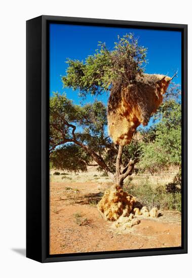 Tree with Big Nest of Weaver Birds Colony, Kalahari Desert, Namibia-DmitryP-Framed Stretched Canvas