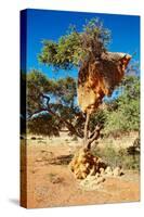 Tree with Big Nest of Weaver Birds Colony, Kalahari Desert, Namibia-DmitryP-Stretched Canvas