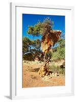 Tree with Big Nest of Weaver Birds Colony, Kalahari Desert, Namibia-DmitryP-Framed Photographic Print