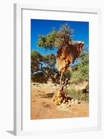 Tree with Big Nest of Weaver Birds Colony, Kalahari Desert, Namibia-DmitryP-Framed Photographic Print