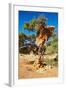 Tree with Big Nest of Weaver Birds Colony, Kalahari Desert, Namibia-DmitryP-Framed Photographic Print