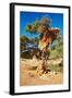 Tree with Big Nest of Weaver Birds Colony, Kalahari Desert, Namibia-DmitryP-Framed Photographic Print