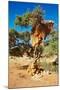 Tree with Big Nest of Weaver Birds Colony, Kalahari Desert, Namibia-DmitryP-Mounted Photographic Print